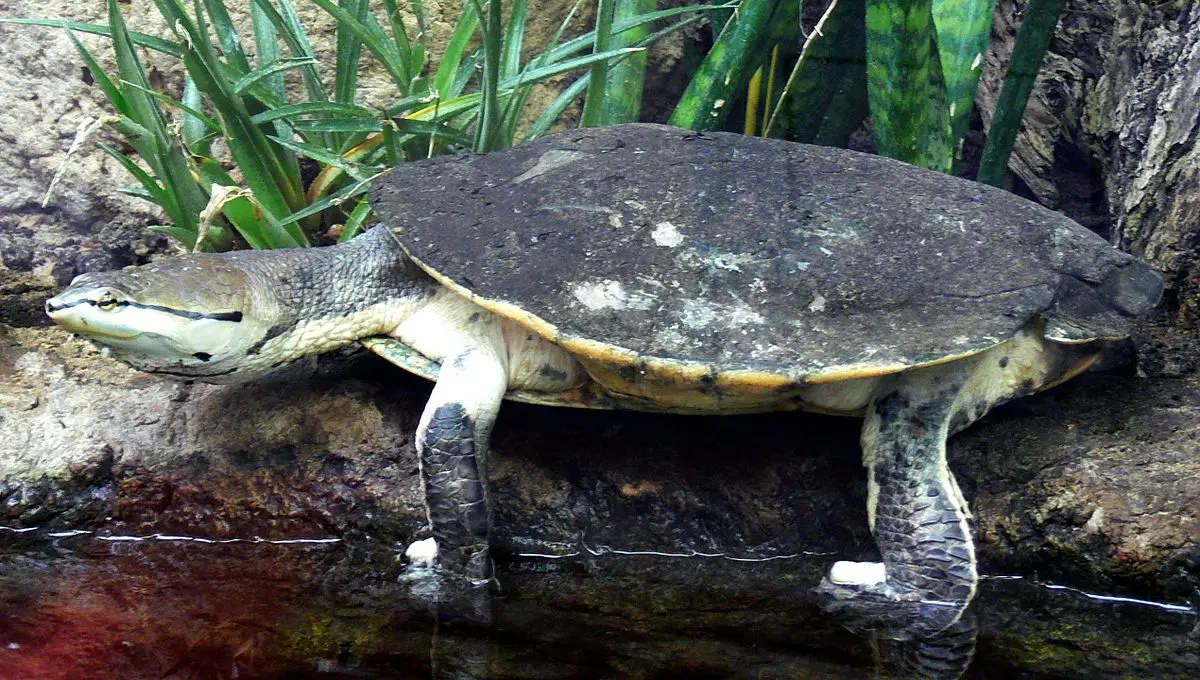 laguna de las tortugas - Dónde viven las tortugas de laguna
