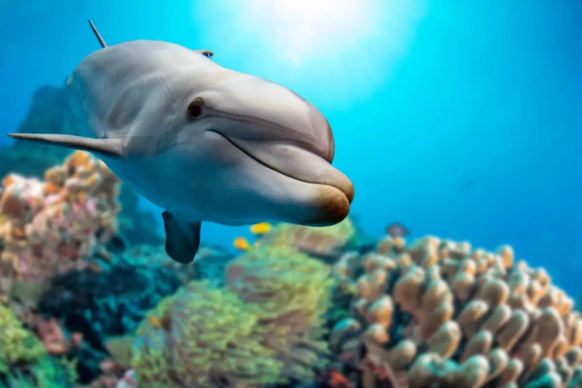 laguna brasil delfines - Dónde viven y de qué se alimentan los delfines