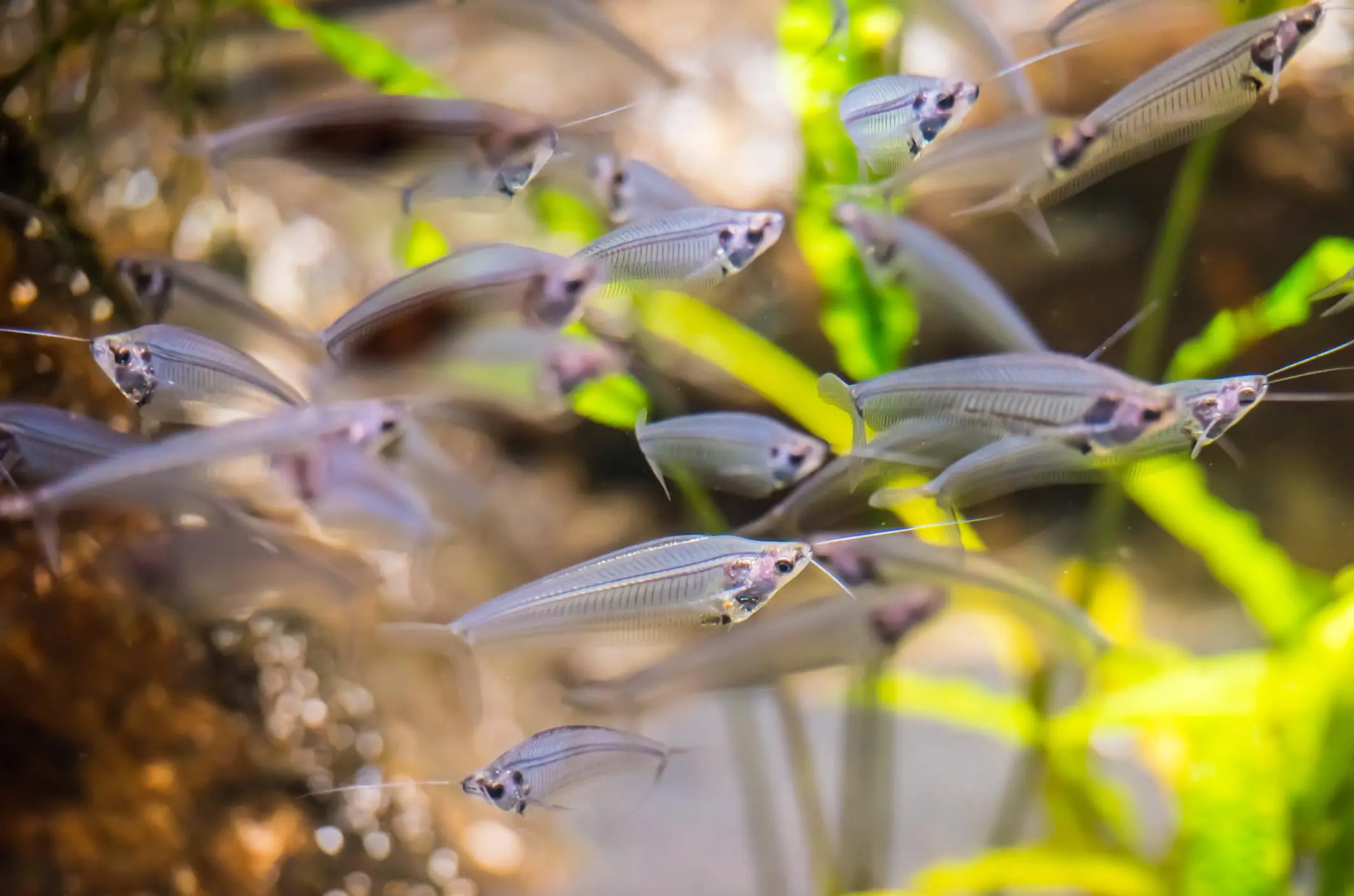 pescado transparente - Por qué algunos peces son transparentes