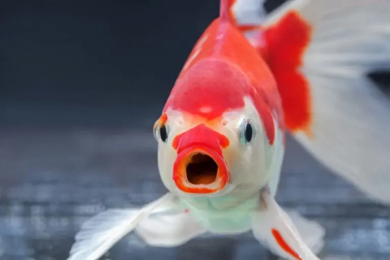 los pescados sienten dolor - Por qué dicen que los peces no sienten dolor