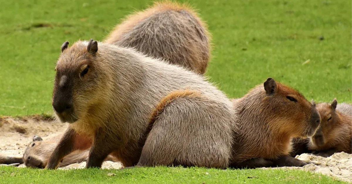 caza de capibaras - Por qué los capibaras son tan amigables