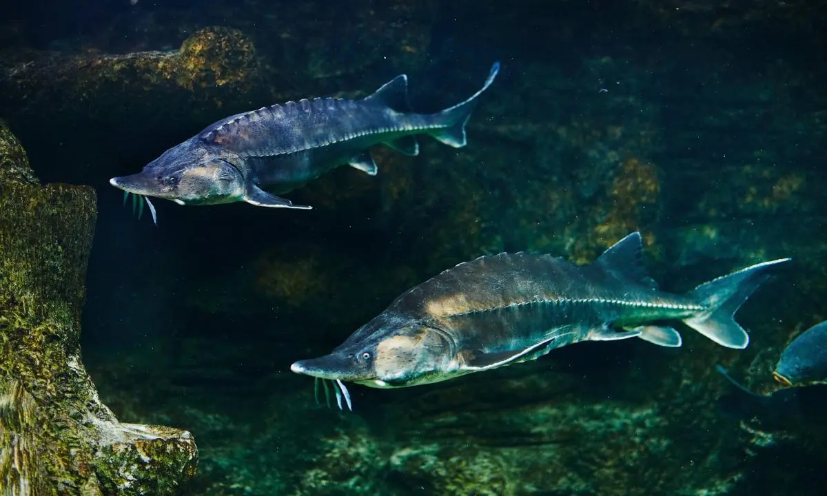 cómo respiran los pescados - Por qué los peces no pueden respirar fuera del agua