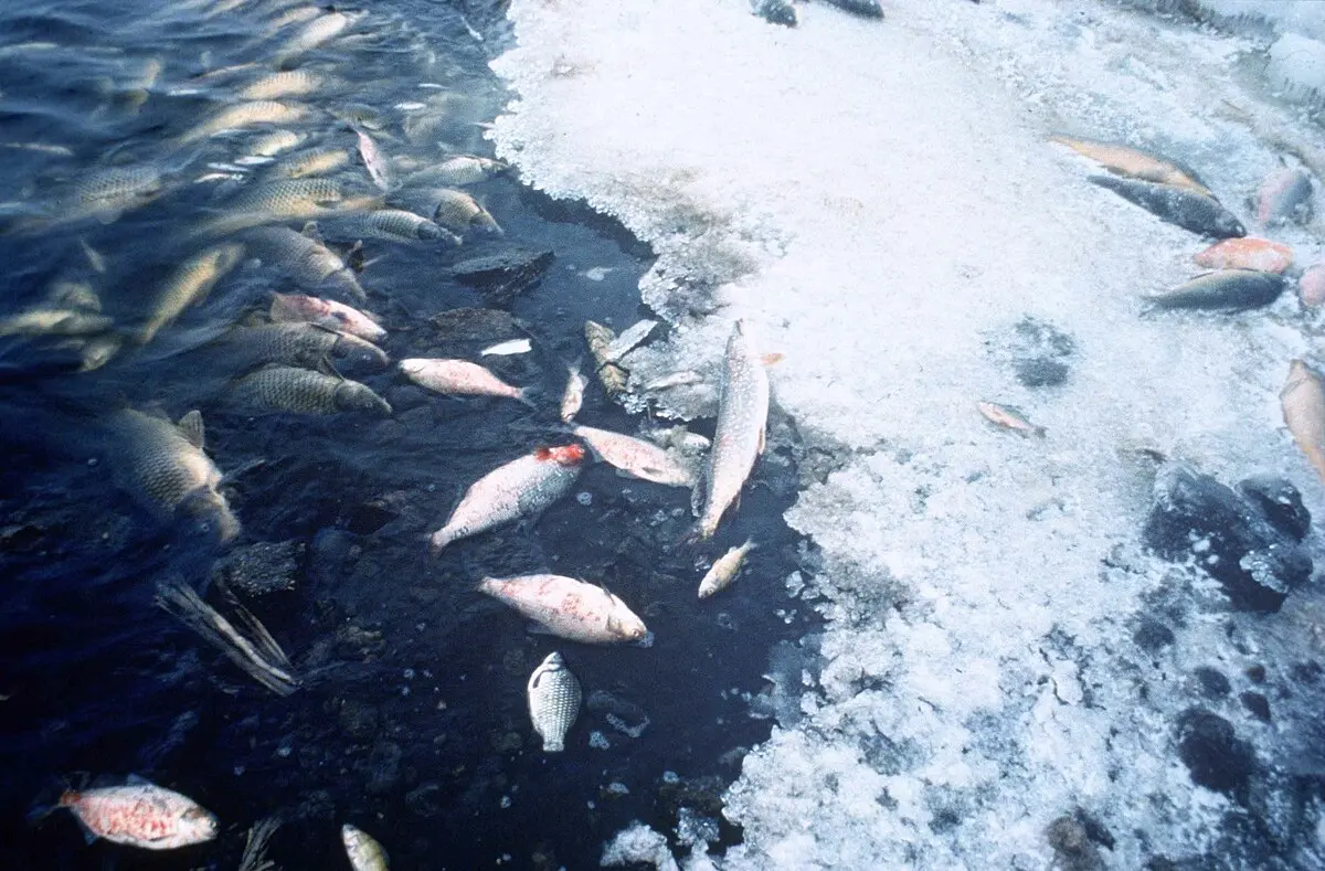 peces muertos en laguna del plata - Por qué se mueren los peces en el río