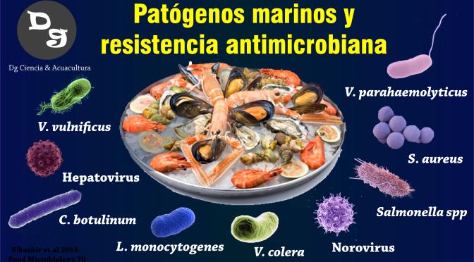 pescado salmonella - Qué alimentos pueden transmitir la Salmonella