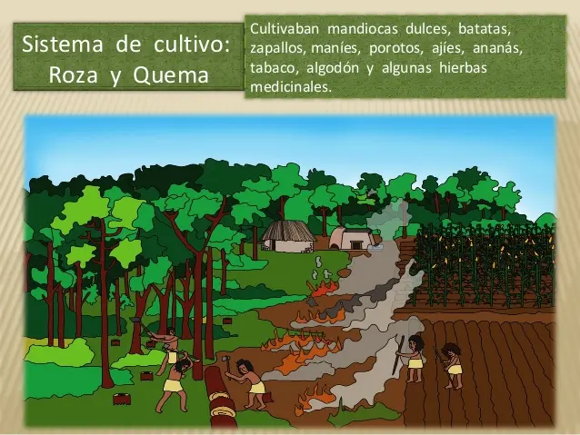 que cazaban los guaranies - Qué animales cazan los guaraníes