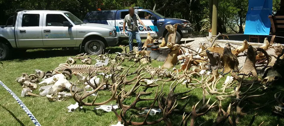 caza ilegal en argentina - Qué animales están prohibidos como mascotas en Argentina