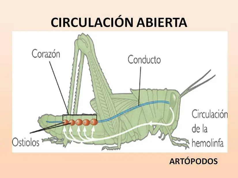 sistema circulatorio lagunar - Qué animales no tienen circulacion lagunar