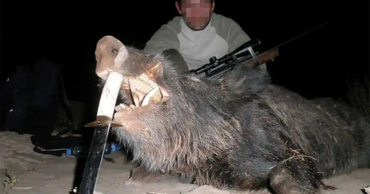 caceria de jabali en mendoza - Qué animales se pueden cazar en Mendoza