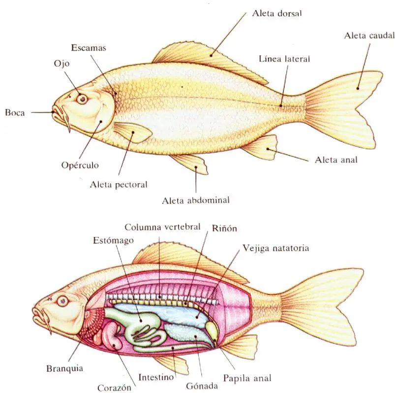 sistema digestivo de un pescado - Qué aspectos importantes se pueden destacar del sistema digestivo de un pez