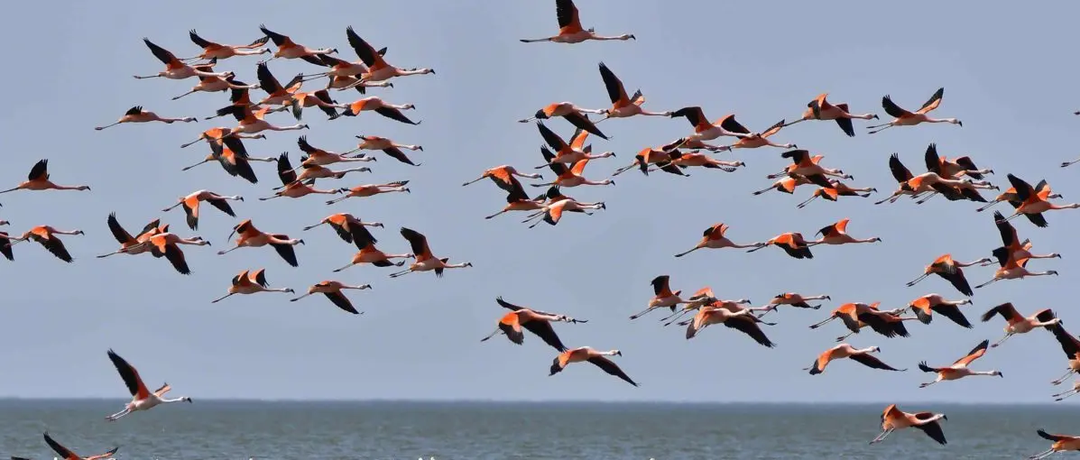 aves de laguna argentina - Qué aves hay en Miramar de Ansenuza
