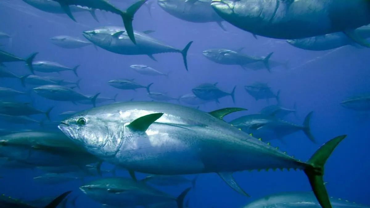 imagen de pescado atun - Qué beneficios tiene el atún