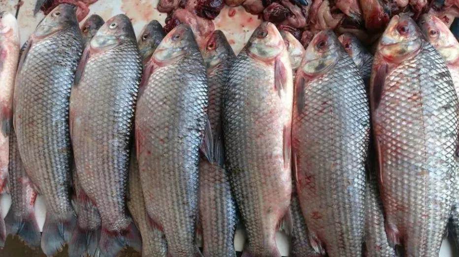 pescado sabalo precio - Qué beneficios tiene el sábalo
