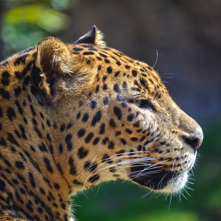 Leopardos cazando búfalos: poder y destreza en acción