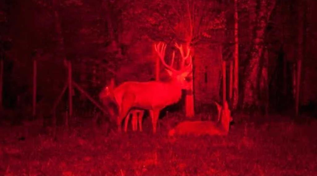 luz roja o verde para cazar - Qué color de luz es mejor para cazar vizcachas