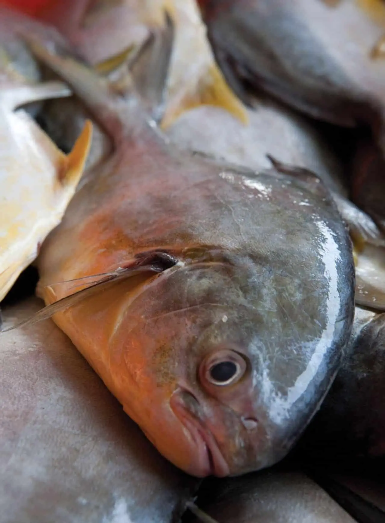 pampano pescado - Qué come el pez pámpano