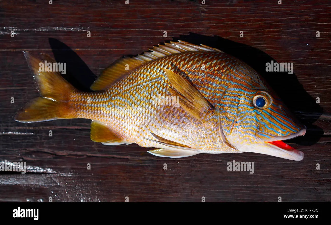 ronco pescado - Qué come el pez ronco