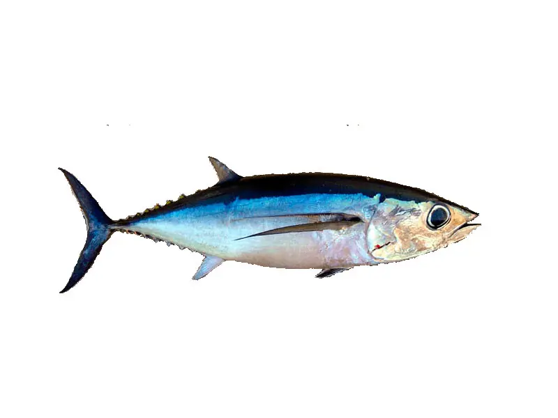 tuna pescado - Qué come el pez tuna