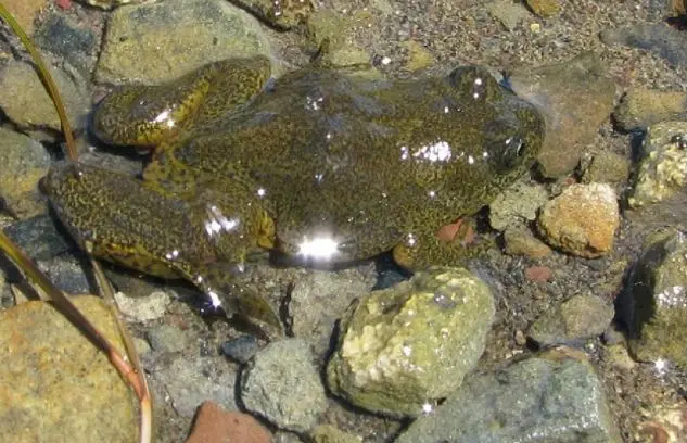 ranita de laguna blanca caracteristicas - Qué come la rana Patagonica
