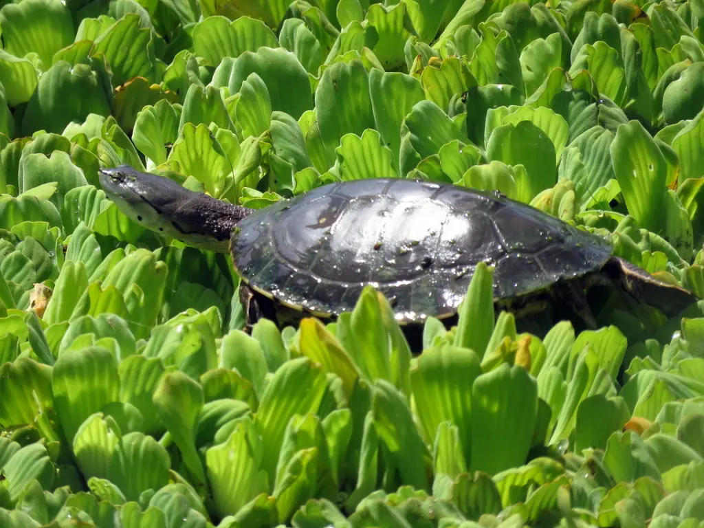 laguna de las tortugas - Qué comen las tortugas que viven en las lagunas