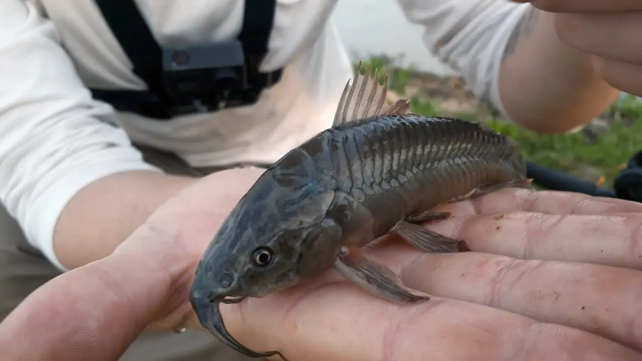 cascarudo pesca - Qué comen los cascarudos de Río