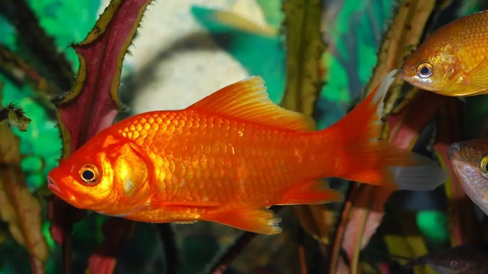 cometa de pescado - Qué comen los goldfish cometa
