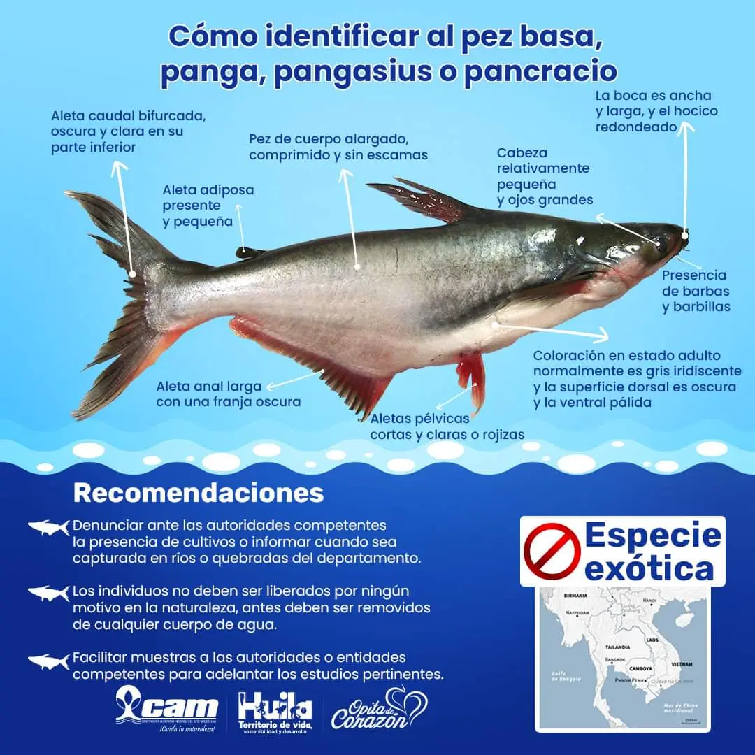 pescado basa alerta - Qué contiene el pescado basa