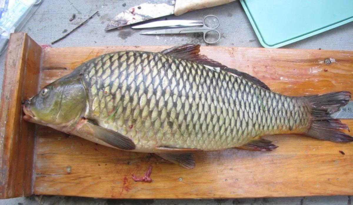carpa pescado - Qué contiene la carpa