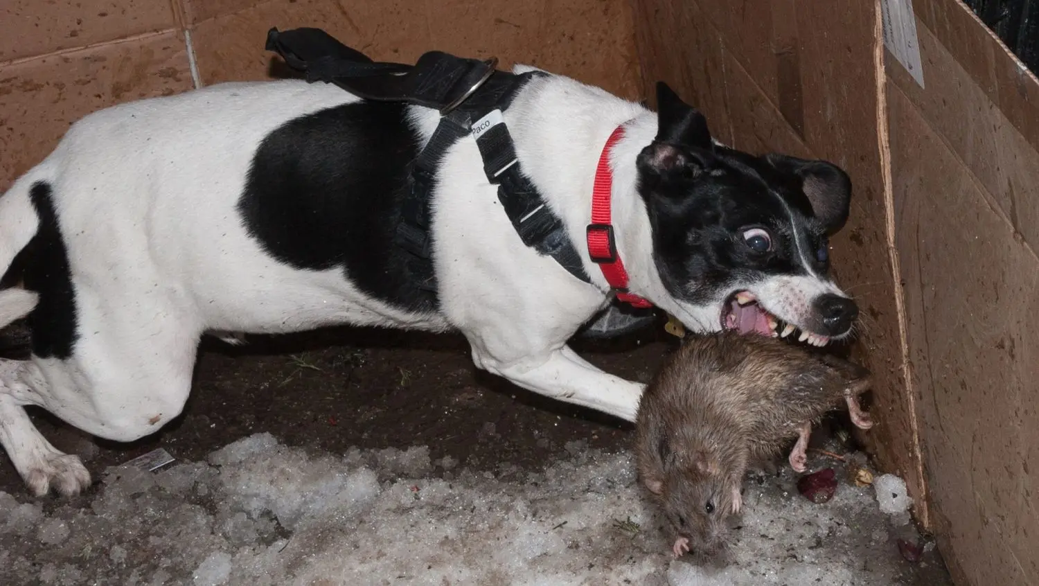 mi perro caza ratones - Qué enfermedades pueden transmitir los ratones a los perros
