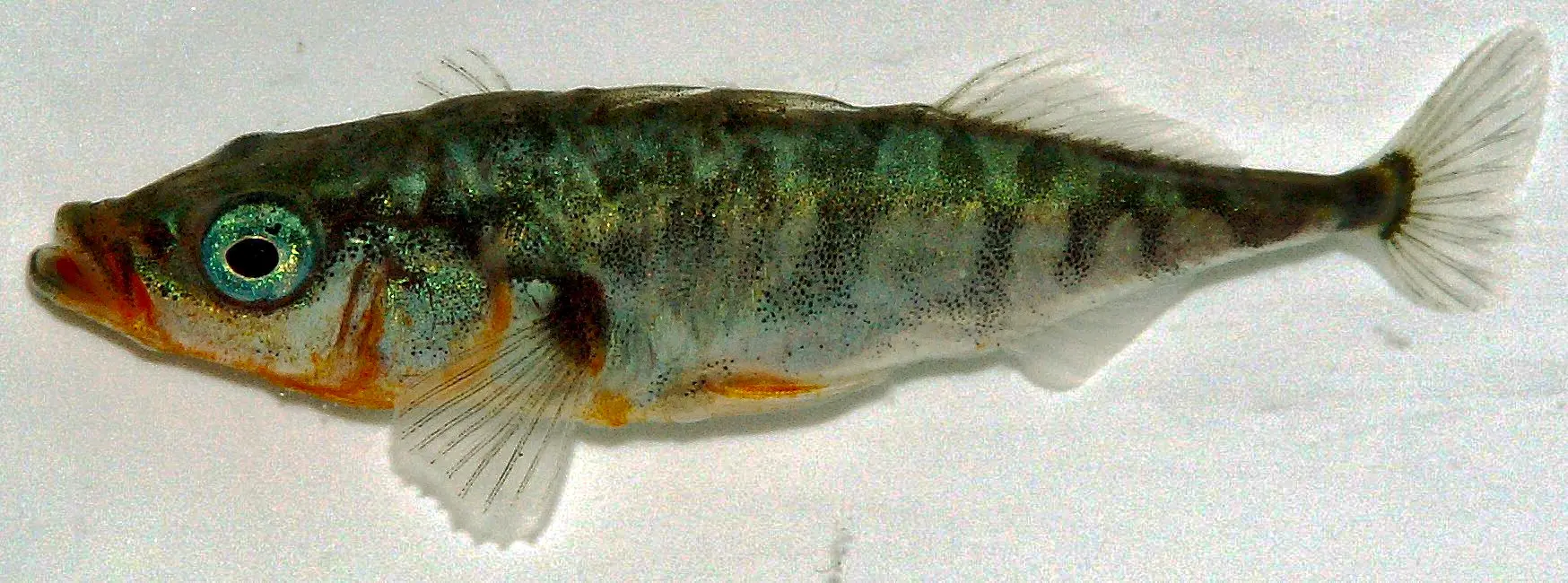 pescado espinoso - Qué es el pez espinoso