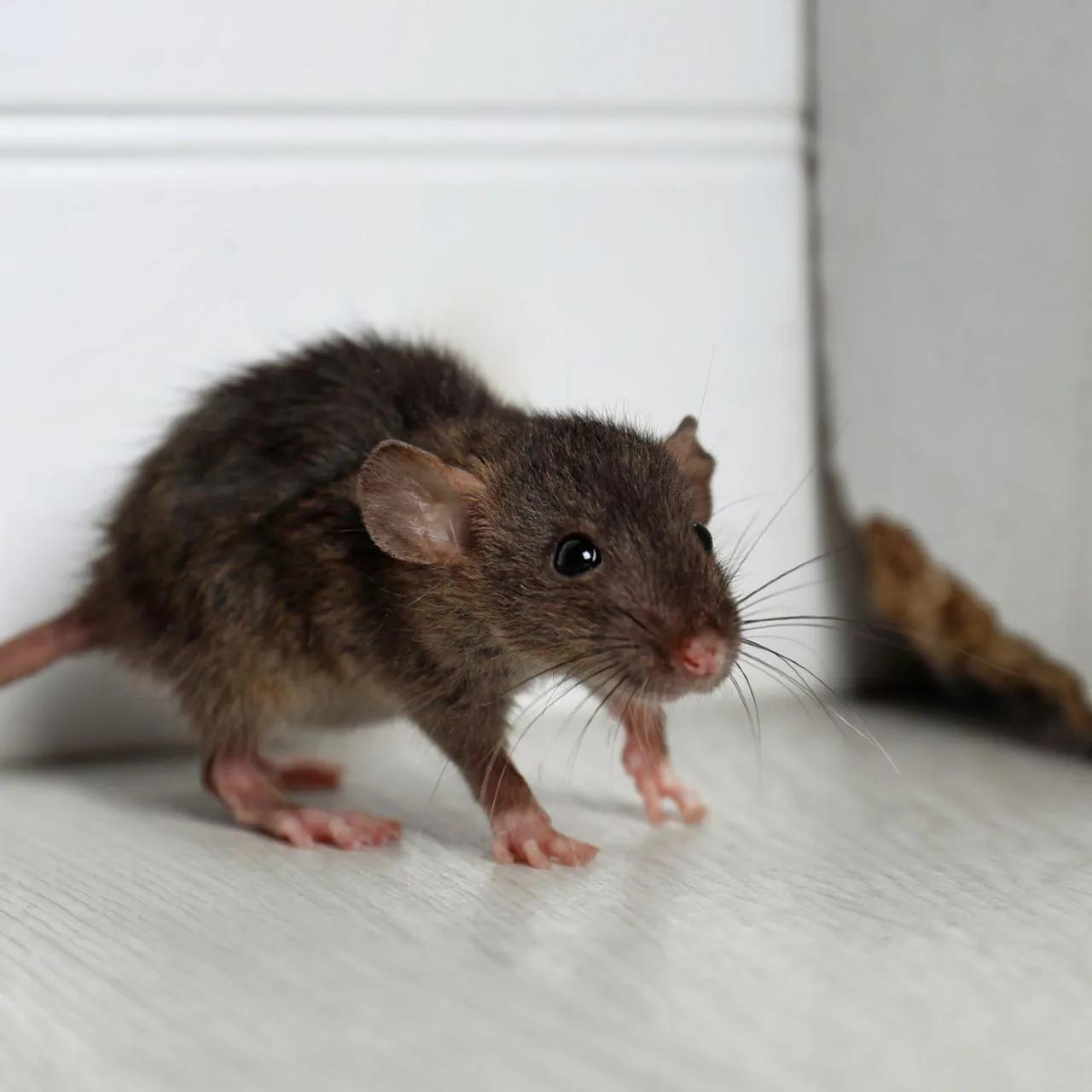 La mejor carnada para ratones: tutorial completa