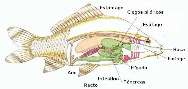 sistema digestivo de un pescado - Qué es la faringe en los peces