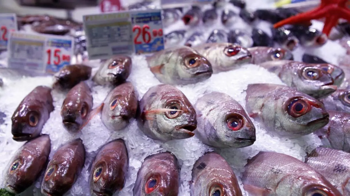 pescado salmonella - Qué es la Salmonella en el pescado