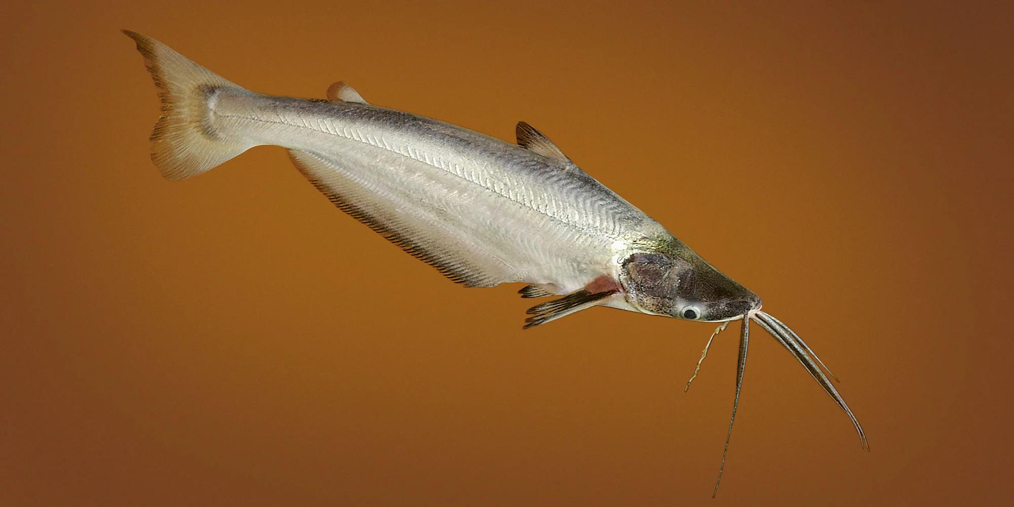 mapara pescado - Qué es un rambao