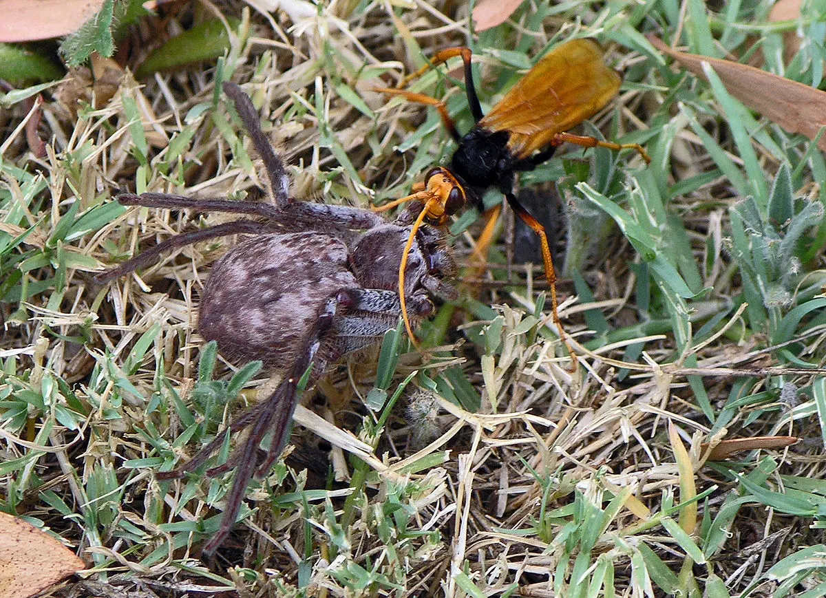 avispas caza arañas - Qué es una avispa caza tarántulas