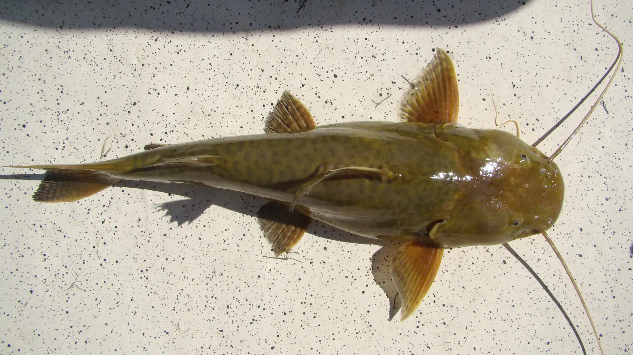 pescado zungaro - Qué es zúngaro en Perú