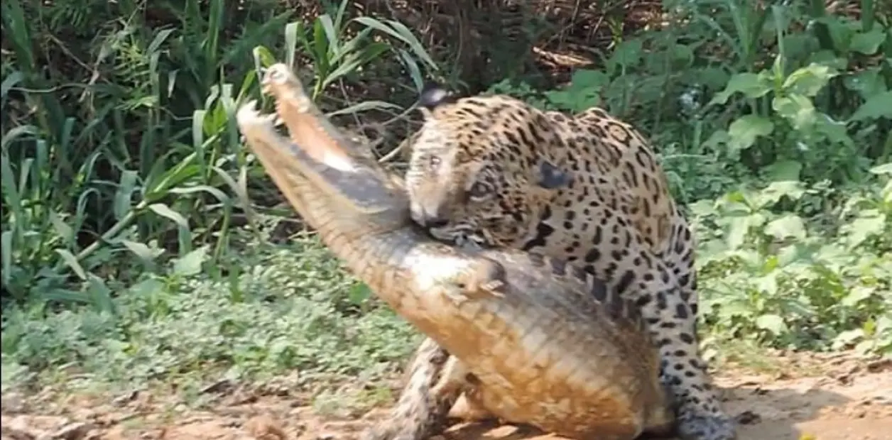 caceria de cocodrilos en africa - Qué felino caza cocodrilos