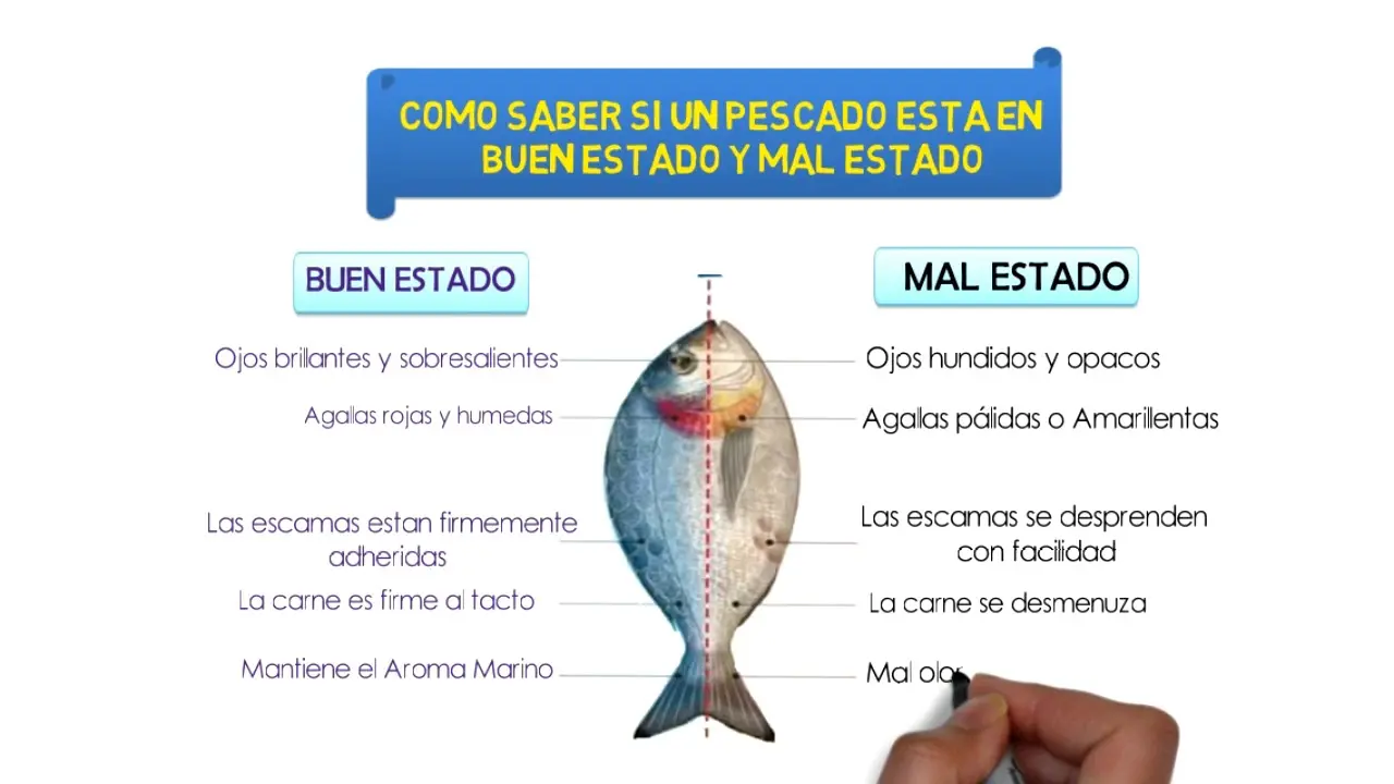 que pasa si se come pescado en mal estado - Qué hacer cuando una persona se intoxica con pescado