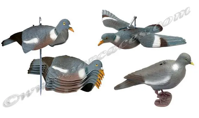 como atraer palomas para cazar - Qué hacer para atraer a las palomas