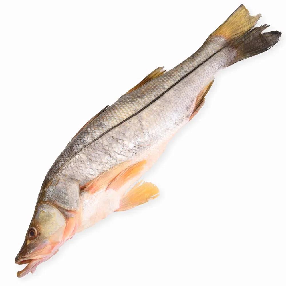 robalo pescado precio - Qué otro nombre tiene el pescado róbalo