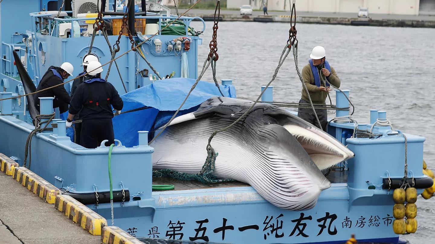 caza de ballenas en el mundo - Qué país se opone a la caza de las ballenas