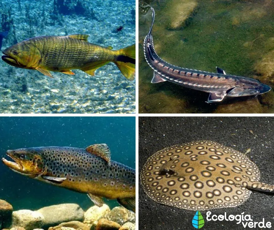 peces de laguna - Qué peces hay en los ríos y lagunas