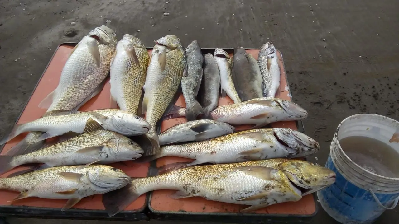 pesca en san clemente - Qué peces hay en San Clemente del Tuyu