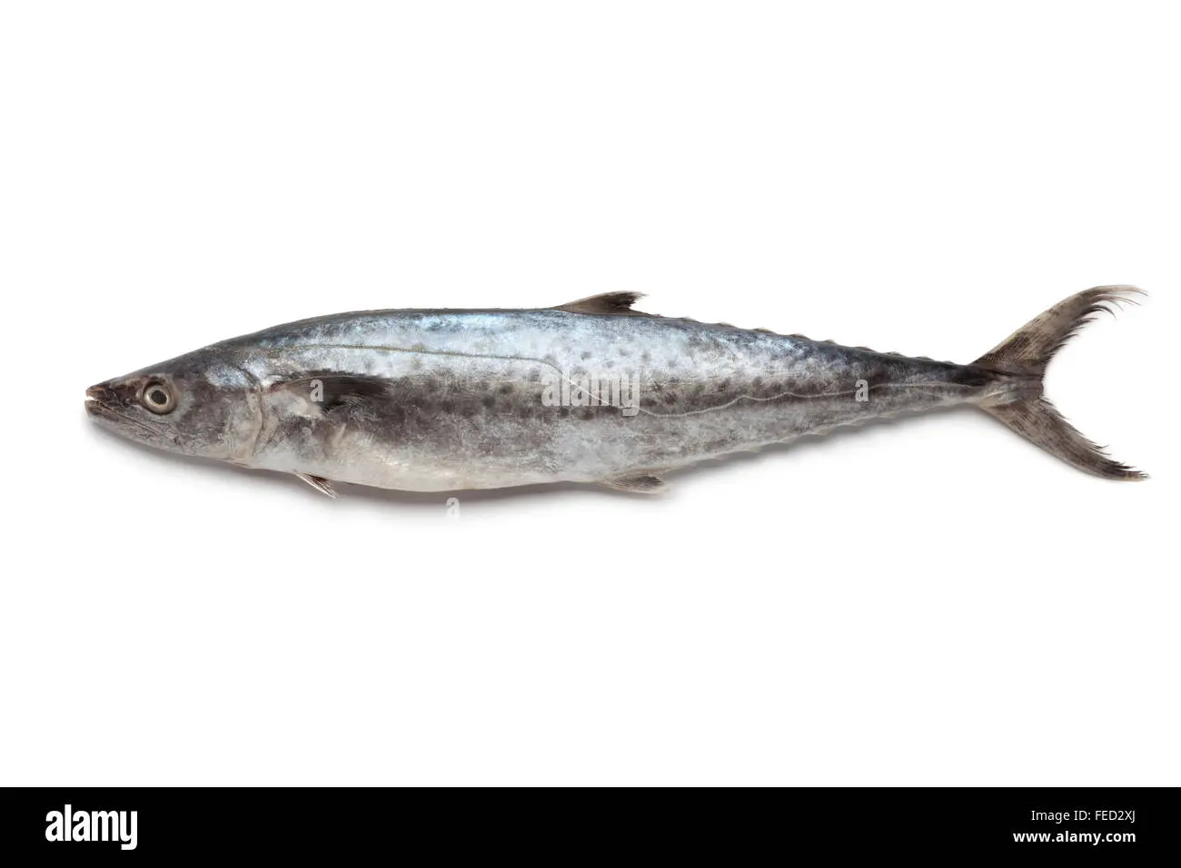 pescado king fish - Qué pescado es el Kingfish