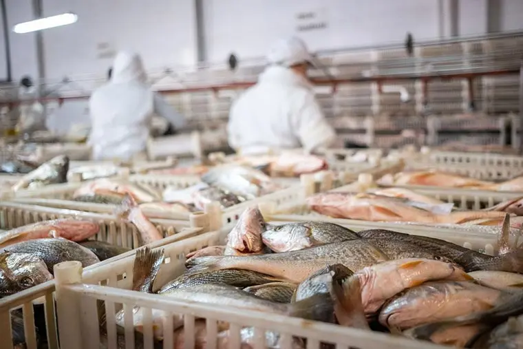 donde comprar pescado fresco en mar del plata - Qué pescado se pesca en Mar del Plata