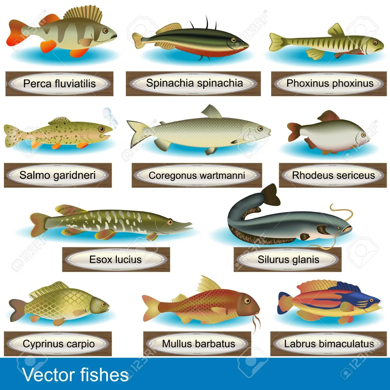 tipos de pescados y sus nombres - Qué pescados se venden en una pescaderia