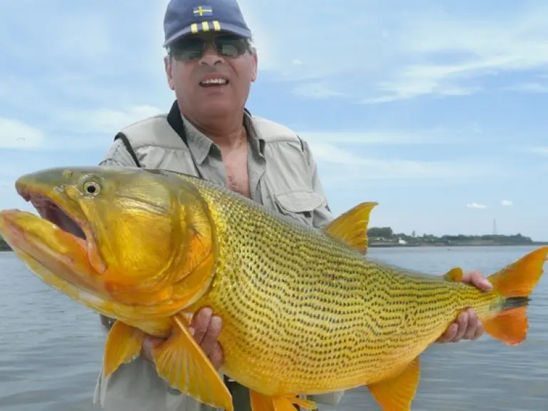 casa de pesca el dorado - Qué pez se come al dorado