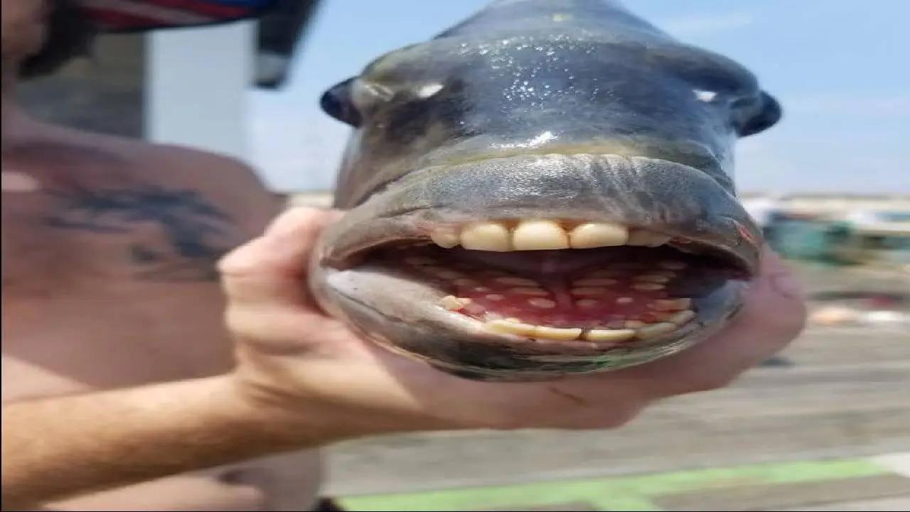 pescado con dientes grandes - Qué pez tiene los dientes más grandes