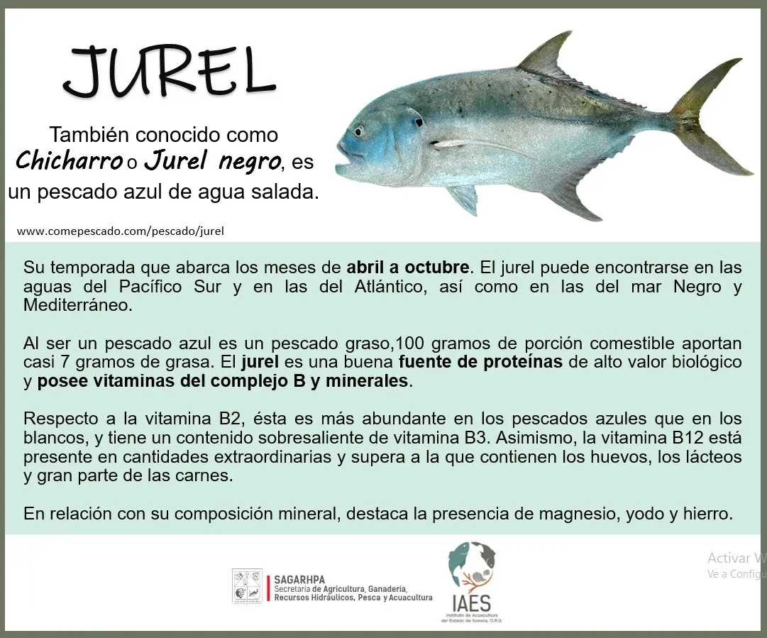 beneficios del pescado jurel - Qué proteína tiene el pescado jurel