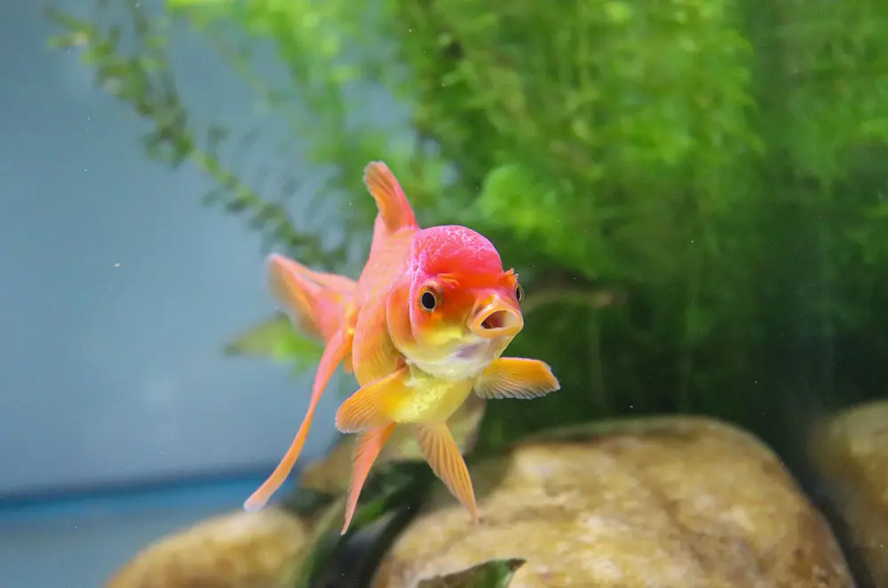 pescado anaranjado - Qué puede comer un pez naranja
