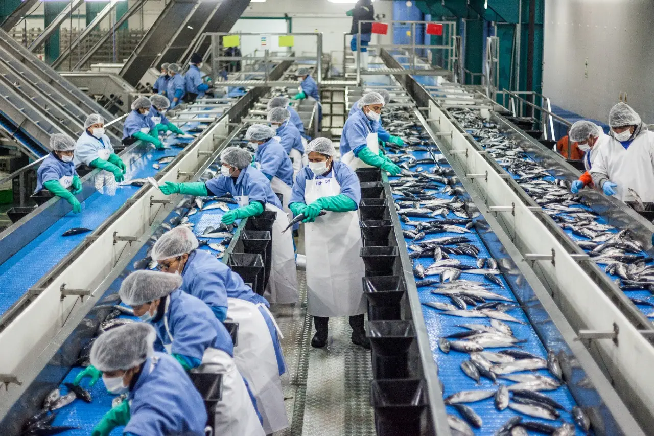 empresas de conservas de pescado - Qué se hace en una fábrica de pescado